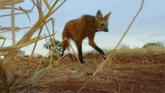 Image Animal (2021) 2