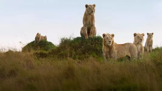 Image LION 3