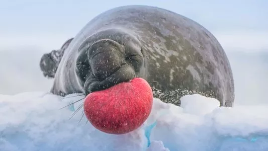 Image Planeta helado II (Frozen Planet II) 1