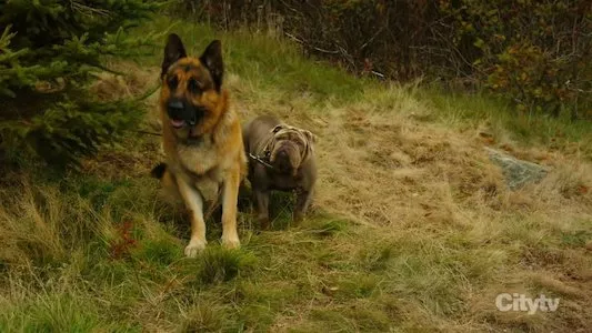 Image Hudson & Rex 9
